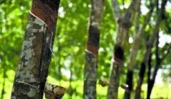 天然橡膠價(jià)格將上漲？3月天然橡膠能否擺脫頹勢(shì)？