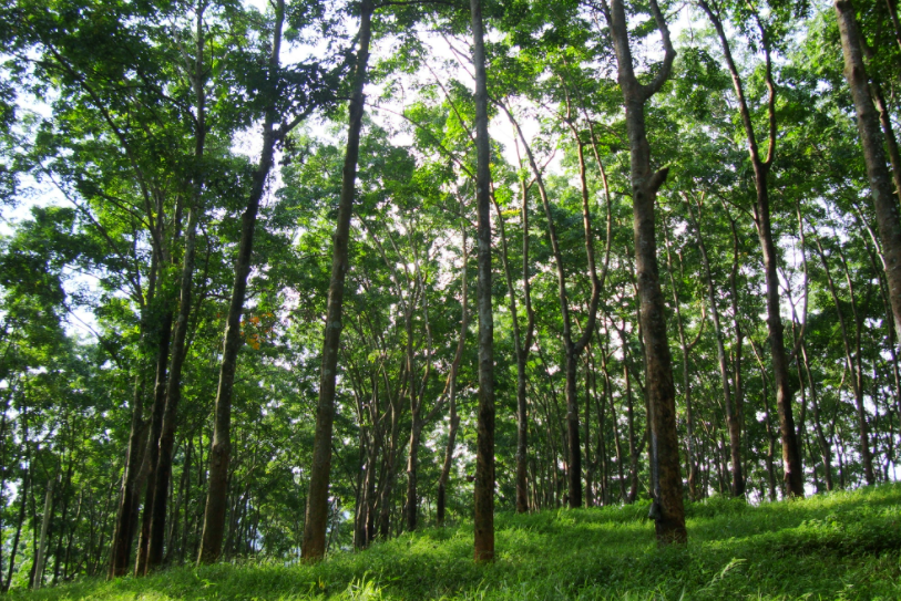雖然產(chǎn)量提高減少了印度對(duì)進(jìn)口的依賴，但進(jìn)口量仍然很高。據(jù)印度橡膠局的數(shù)據(jù)，2022-23年度的橡膠進(jìn)口初步數(shù)據(jù)為53萬(wàn)噸，雖然較上一年度下滑3%，但仍高達(dá)546,369噸。印度橡膠委員會(huì)與主要輪胎公司合作，在東北部各州實(shí)施NE Mitra項(xiàng)目，計(jì)劃在五年內(nèi)增加20萬(wàn)公頃橡膠種植園，從而降低對(duì)進(jìn)口的依賴。