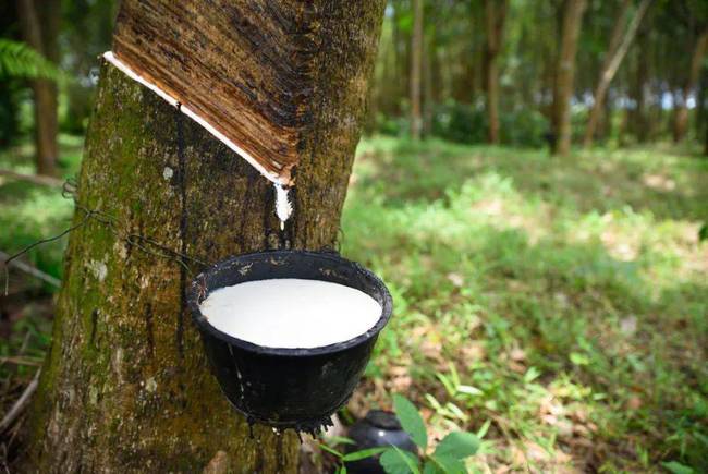 馬來西亞天膠出口量在2023年3月同比下降14.1%至45,789噸，環(huán)比降5.4%。其中，50.8%的出口量流向中國，其他主要出口目的地為德國、土耳其、巴基斯坦和埃及。據(jù)了解，馬來西亞天膠進(jìn)口量在同期也出現(xiàn)下滑，為97,794噸，同比降17%，環(huán)比增長5.3%。標(biāo)準(zhǔn)膠、濃縮乳膠、其他形狀天然橡膠為主要進(jìn)口類別，其主要進(jìn)口來源國為泰國、科特迪瓦、菲律賓和緬甸等國。