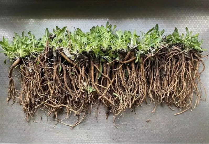 玲瓏著眼未來(lái)，搶占研究制高點(diǎn)，早在2012年已成功應(yīng)用植物油替代石油類(lèi)增塑劑，大大提升膠料可再生材料比例，同時(shí)開(kāi)啟以蒲公英橡膠為主，兼顧銀膠菊橡膠和我國(guó)特有杜仲橡膠的第二天然橡膠的開(kāi)發(fā)計(jì)劃。